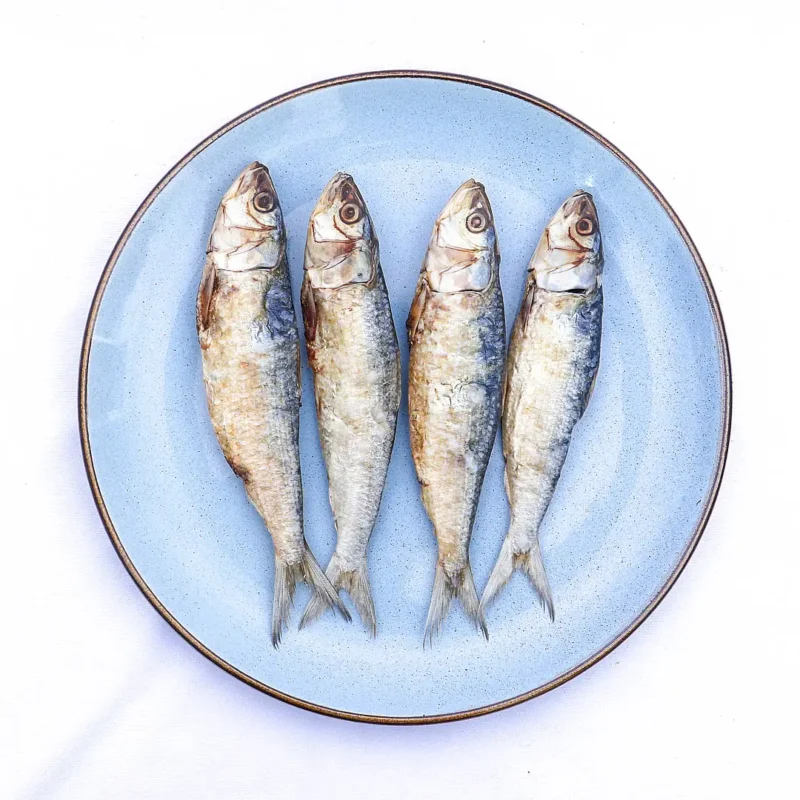sardine