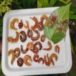 shrimp
