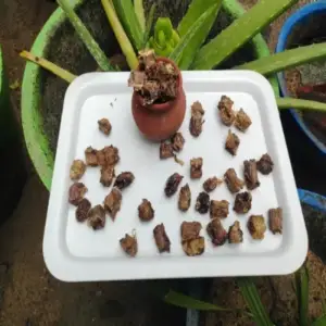 chicken neck chunks