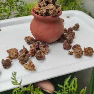 duck bites