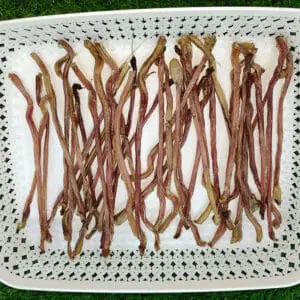 goat pizzle chew