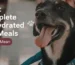 balanced pet meals