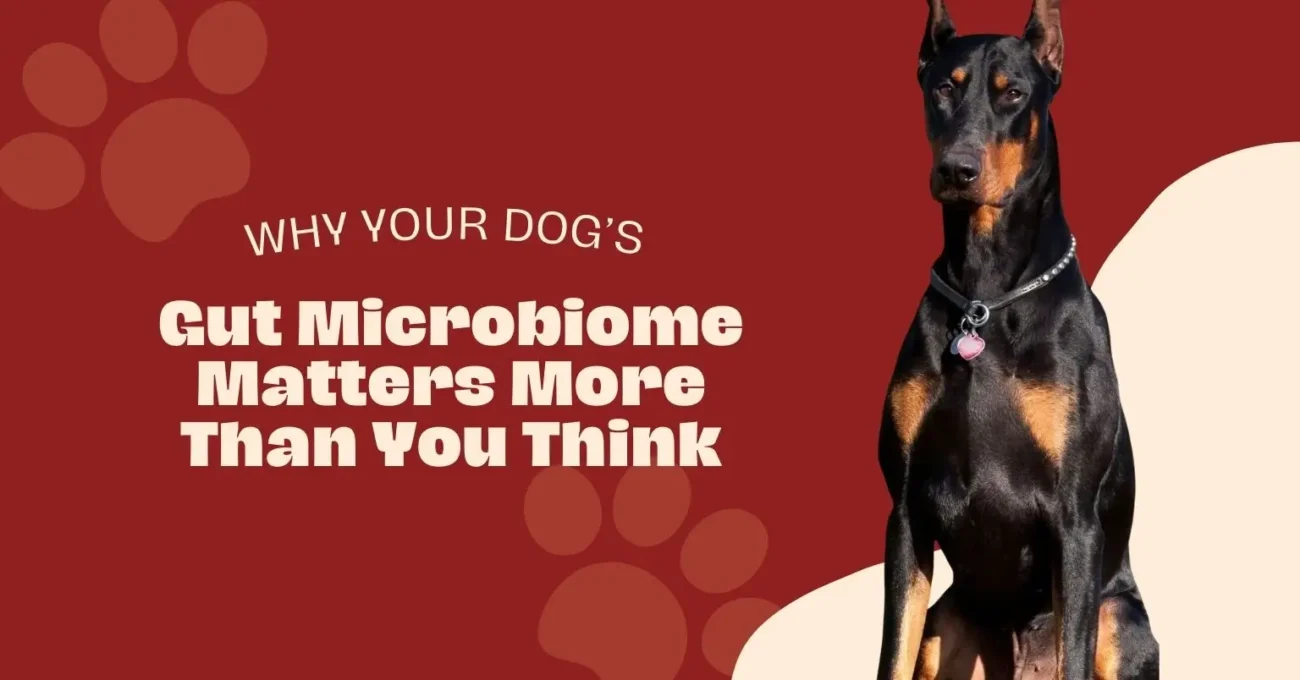 Dog gut health