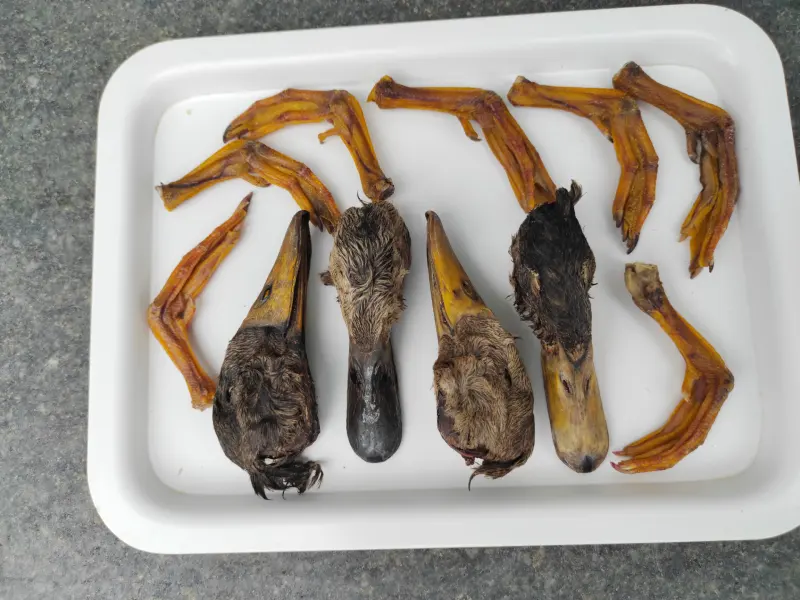 duck-head-and-feets1