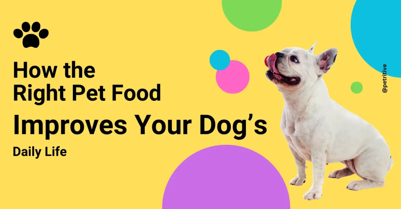 Your Dog’s Daily Life