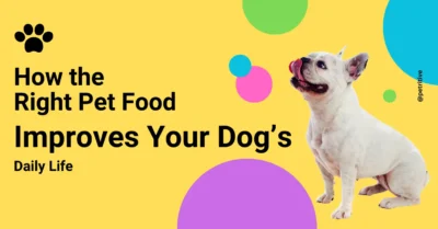 Your Dog’s Daily Life